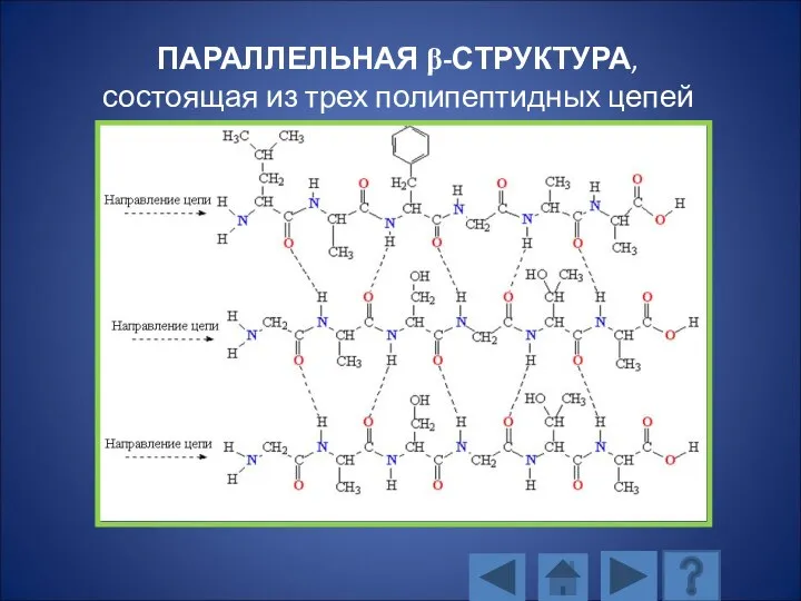 ПАРАЛЛЕЛЬНАЯ β-СТРУКТУРА, состоящая из трех полипептидных цепей