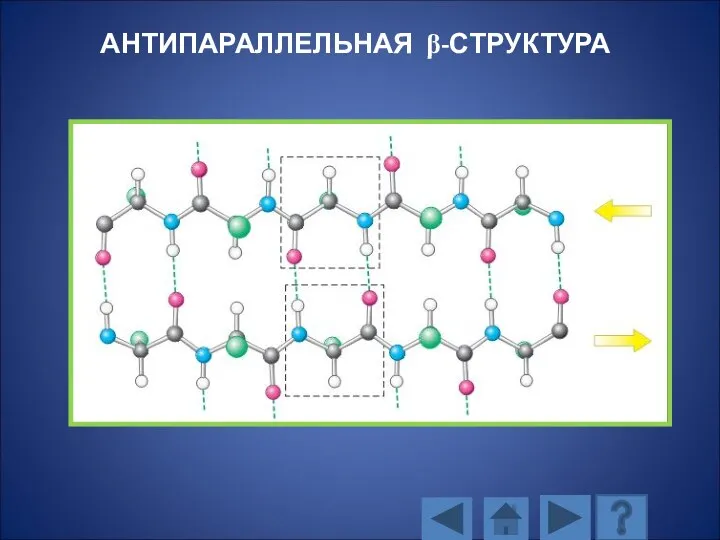 АНТИПАРАЛЛЕЛЬНАЯ β-СТРУКТУРА