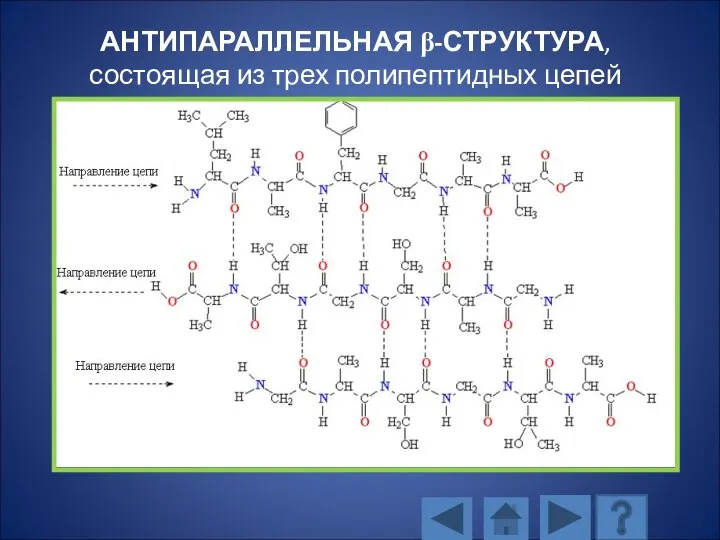 АНТИПАРАЛЛЕЛЬНАЯ β-СТРУКТУРА, состоящая из трех полипептидных цепей