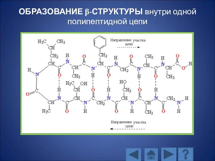 ОБРАЗОВАНИЕ β-СТРУКТУРЫ внутри одной полипептидной цепи