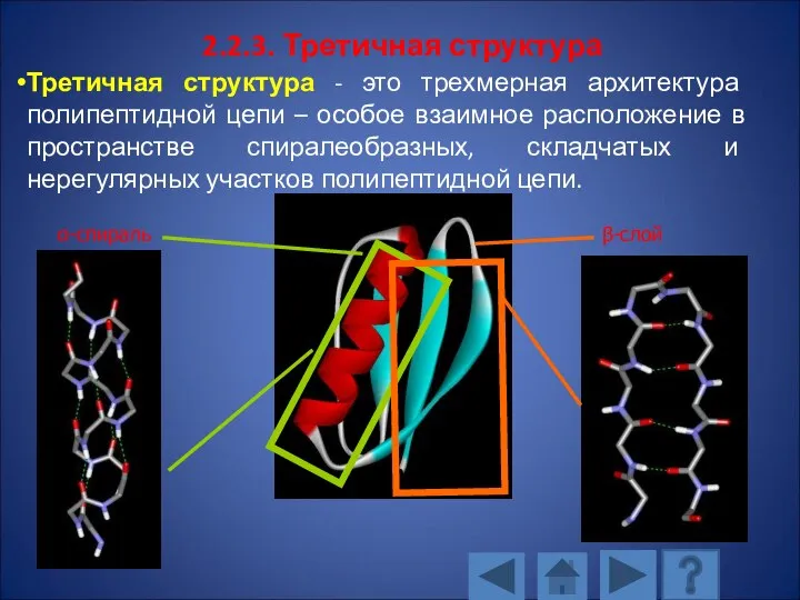 2.2.3. Третичная структура Третичная структура - это трехмерная архитектура полипептидной цепи –