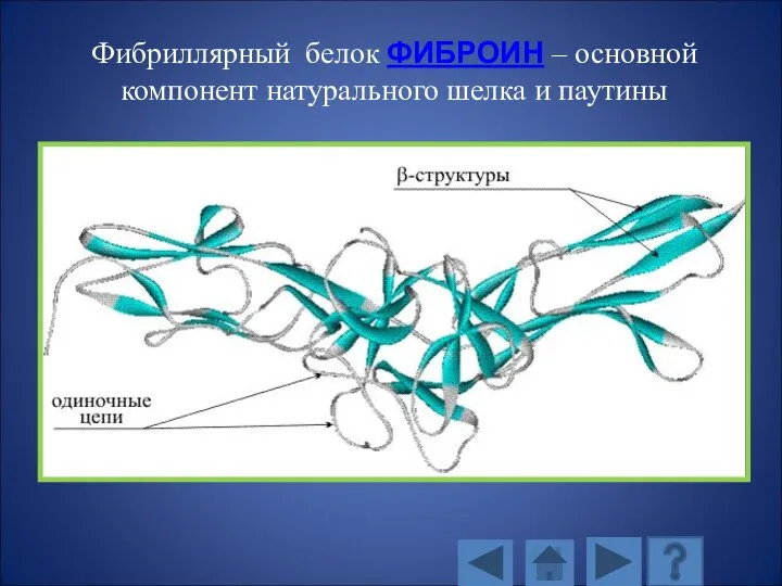 Фибриллярный белок ФИБРОИН – основной компонент натурального шелка и паутины