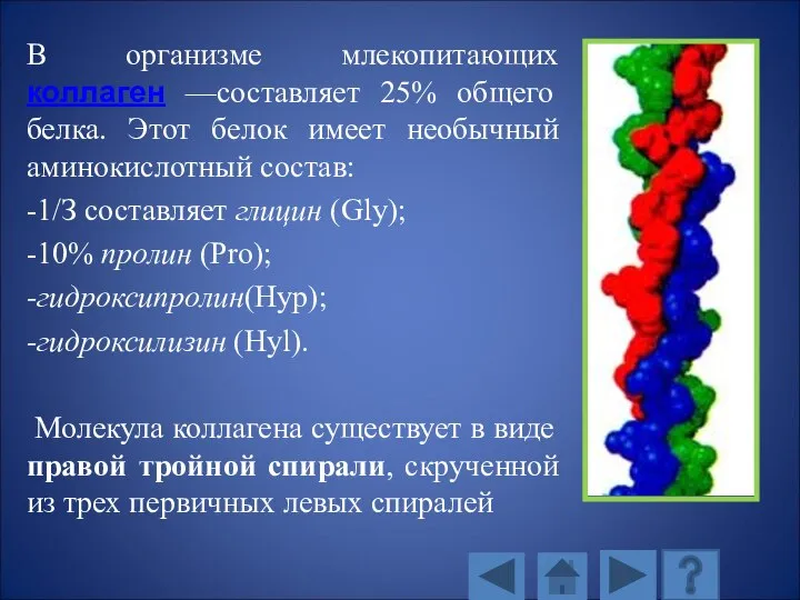 В организме млекопитающих коллаген —составляет 25% общего белка. Этот белок имеет необычный