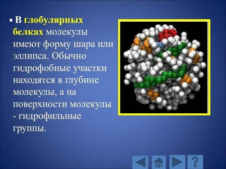 В глобулярных белках молекулы имеют форму шара или эллипса. Обычно гидрофобные участки