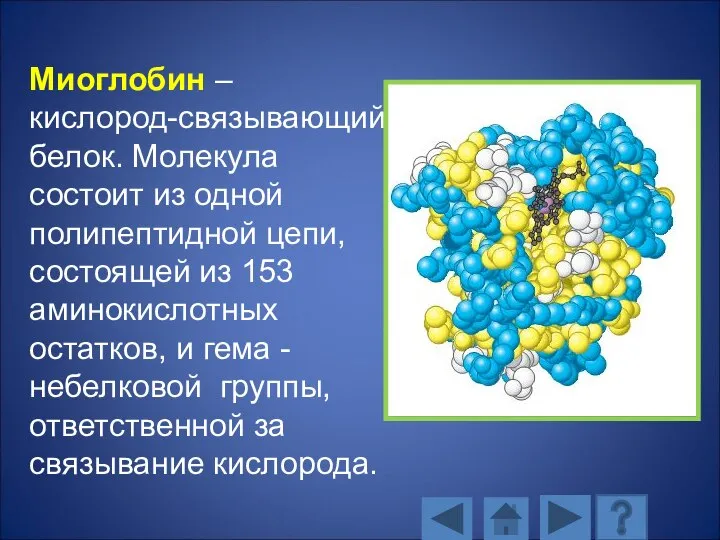 Миоглобин – кислород-связывающий белок. Молекула состоит из одной полипептидной цепи, состоящей из