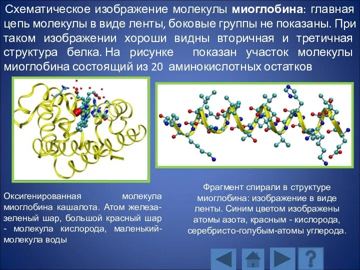 Схематическое изображение молекулы миоглобина: главная цепь молекулы в виде ленты, боковые группы