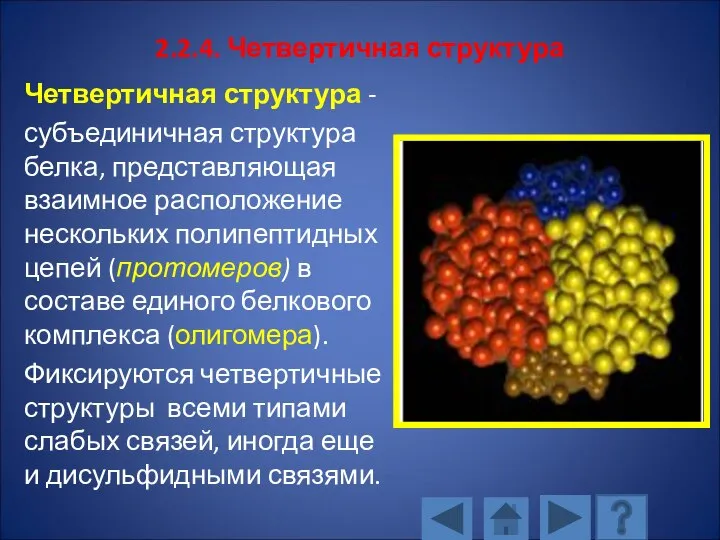 2.2.4. Четвертичная структура Четвертичная структура - субъединичная структура белка, представляющая взаимное расположение