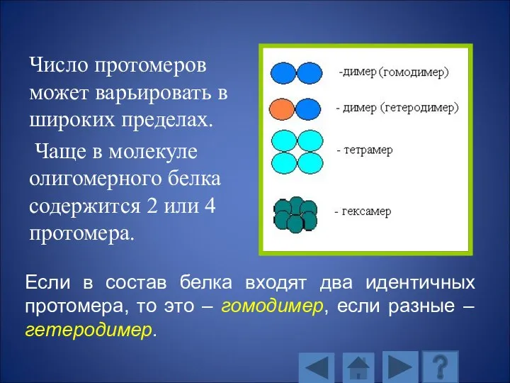 Число протомеров может варьировать в широких пределах. Чаще в молекуле олигомерного белка