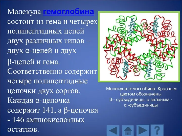 Молекула гемоглобина состоит из гема и четырех полипептидных цепей двух различных типов