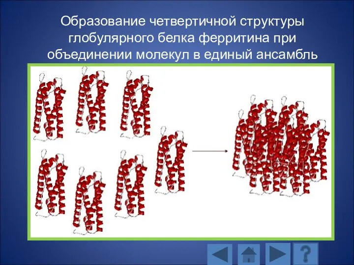 Образование четвертичной структуры глобулярного белка ферритина при объединении молекул в единый ансамбль