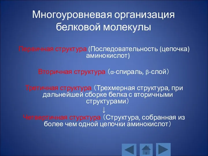 Многоуровневая организация белковой молекулы Первичная структура (Последовательность (цепочка) аминокислот) Вторичная структура （α-спираль,