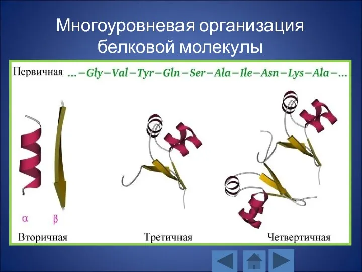 Многоуровневая организация белковой молекулы