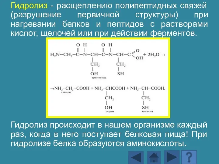 Гидролиз - расщеплению полипептидных связей (разрушение первичной структуры) при нагревании белков и