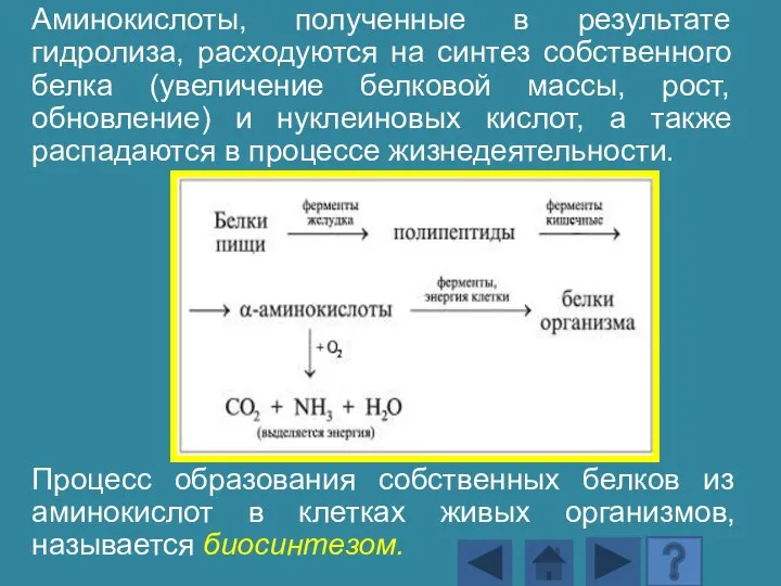 Аминокислоты, полученные в результате гидролиза, расходуются на синтез собственного белка (увеличение белковой