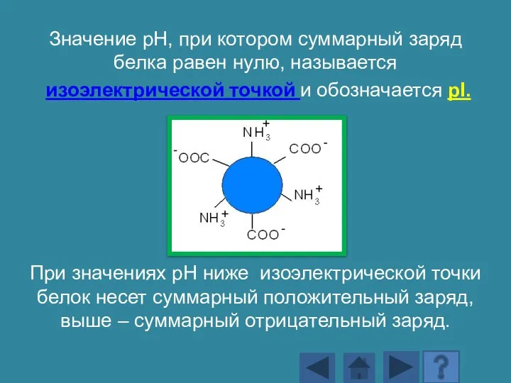 Значение рН, при котором суммарный заряд белка равен нулю, называется изоэлектрической точкой