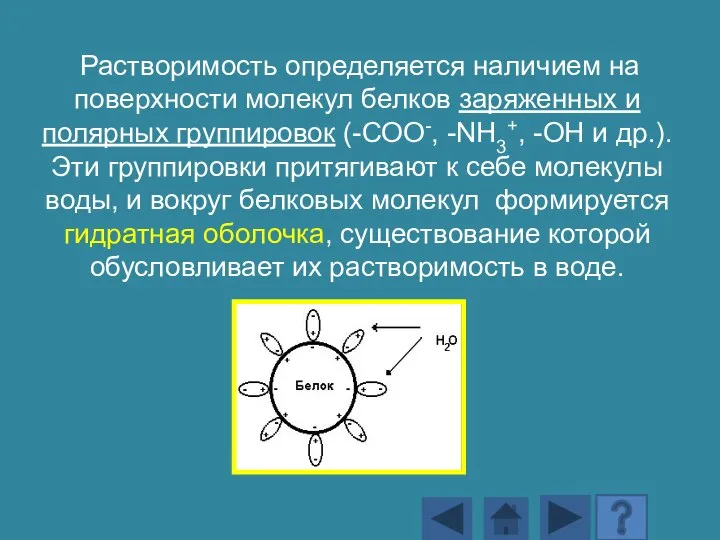 Растворимость определяется наличием на поверхности молекул белков заряженных и полярных группировок (-СОО-,