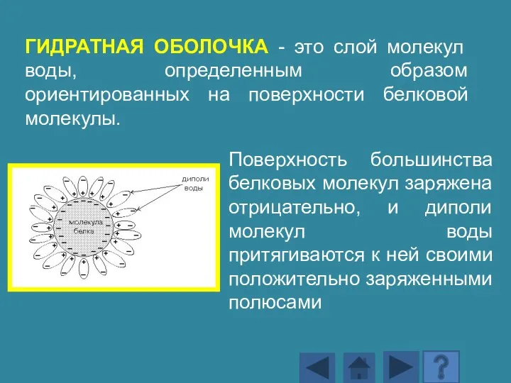 Поверхность большинства белковых молекул заряжена отрицательно, и диполи молекул воды притягиваются к