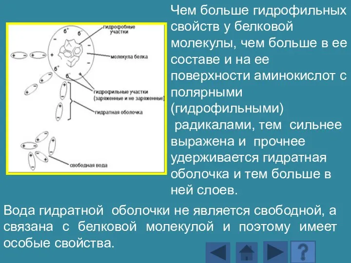 Чем больше гидрофильных свойств у белковой молекулы, чем больше в ее составе