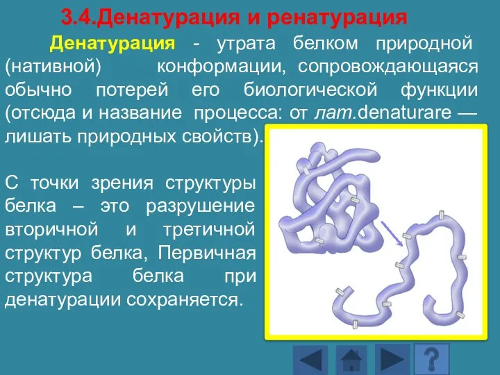 Денатурация - утрата белком природной (нативной) конформации, сопровождающаяся обычно потерей его биологической