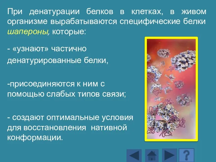 При денатурации белков в клетках, в живом организме вырабатываются специфические белки шапероны,