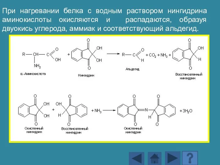 При нагревании белка с водным раствором нингидрина аминокислоты окисляются и распадаются, образуя