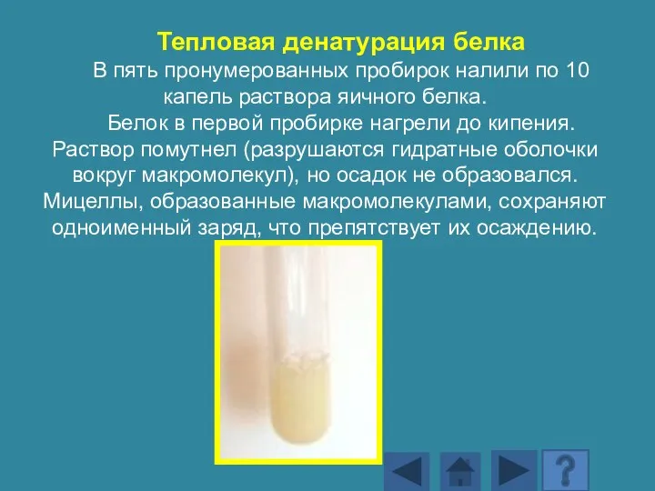 Тепловая денатурация белка В пять пронумерованных пробирок налили по 10 капель раствора