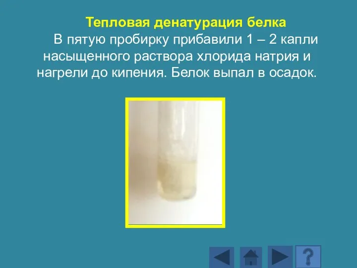 Тепловая денатурация белка В пятую пробирку прибавили 1 – 2 капли насыщенного