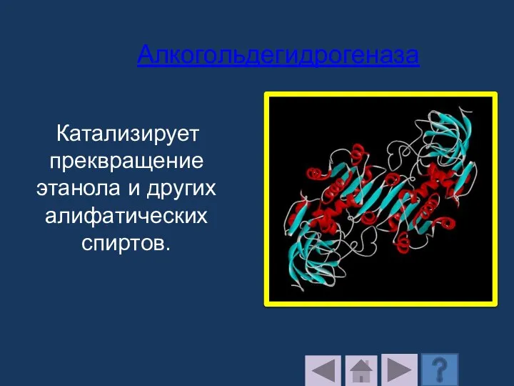 Катализирует преквращение этанола и других алифатических спиртов. Алкогольдегидрогеназа