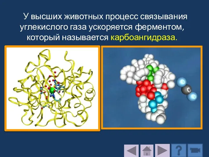 У высших животных процесс связывания углекислого газа ускоряется ферментом, который называется карбоангидраза.