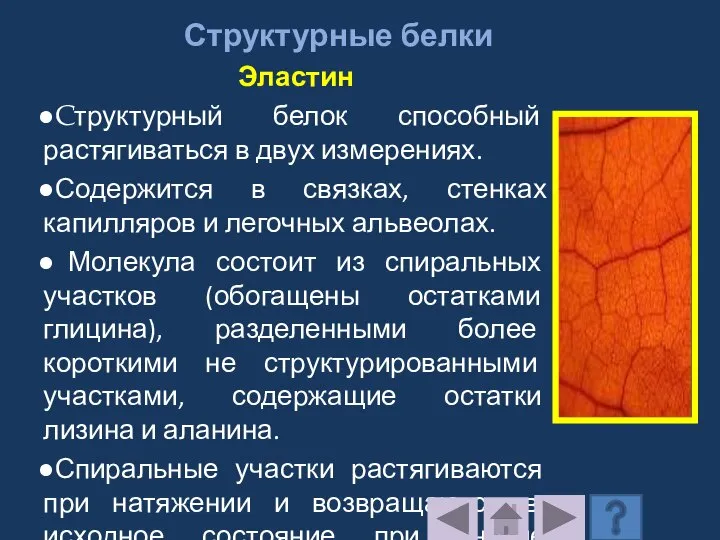 Структурные белки Эластин Cтруктурный белок способный растягиваться в двух измерениях. Содержится в