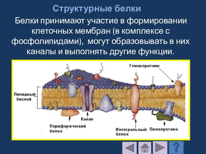 Структурные белки Белки принимают участие в формировании клеточных мембран (в комплексе с