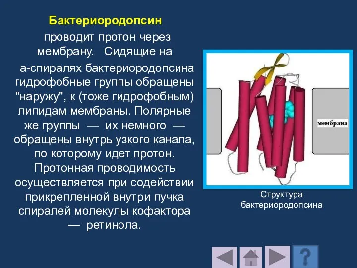 Бактериородопсин проводит протон через мембрану. Сидящие на a-спиралях бактериородопсина гидрофобные группы обращены