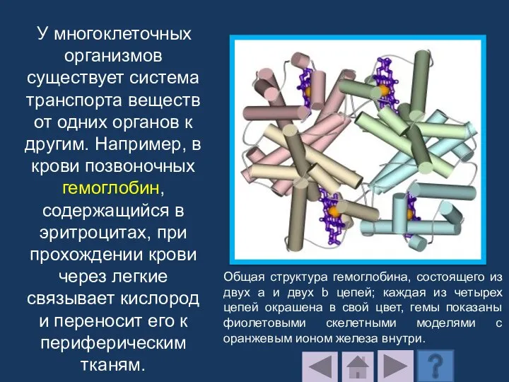 У многоклеточных организмов существует система транспорта веществ от одних органов к другим.