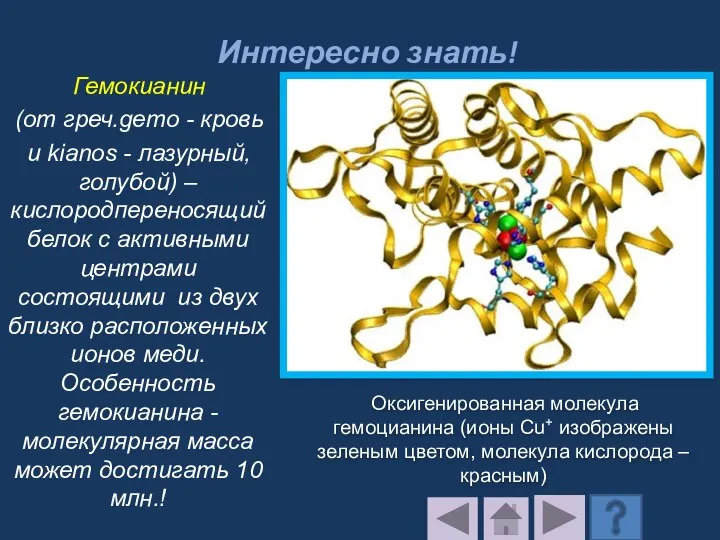 Интересно знать! Гемокианин (от греч.gemo - кровь и kianos - лазурный,голубой) –кислородпереносящий