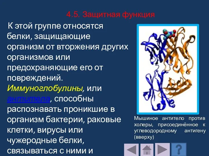 К этой группе относятся белки, защищающие организм от вторжения других организмов или