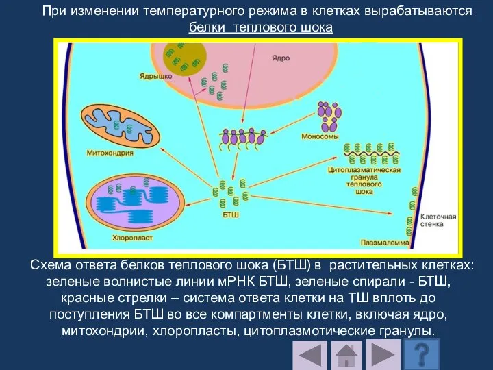 Схема ответа белков теплового шока (БТШ) в растительных клетках: зеленые волнистые линии