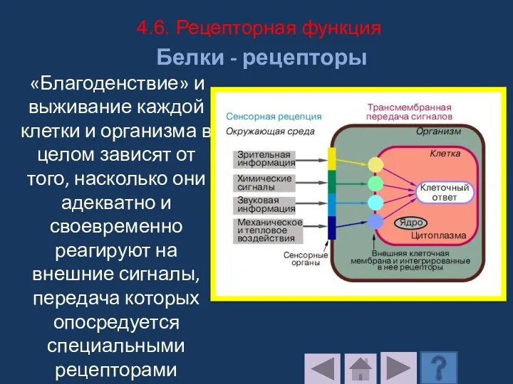 Белки - рецепторы «Благоденствие» и выживание каждой клетки и организма в целом