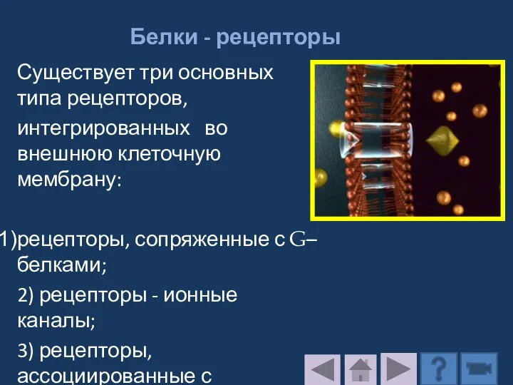 Белки - рецепторы Существует три основных типа рецепторов, интегрированных во внешнюю клеточную