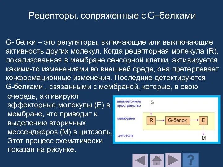 Рецепторы, сопряженные с G–белками G- белки – это регуляторы, включающие или выключающие