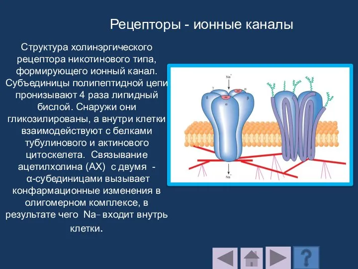 Структура холинэргического рецептора никотинового типа, формирующего ионный канал. Субъединицы полипептидной цепи пронизывают