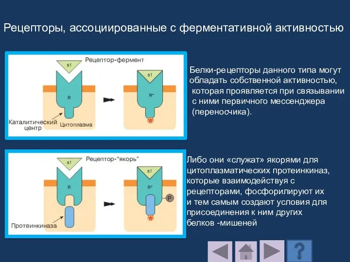 Рецепторы, ассоциированные с ферментативной активностью Белки-рецепторы данного типа могут обладать собственной активностью,