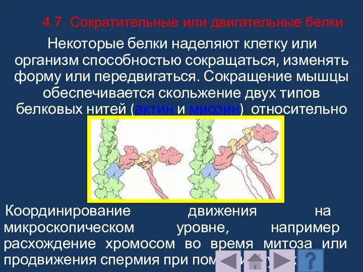 Некоторые белки наделяют клетку или организм способностью сокращаться, изменять форму или передвигаться.