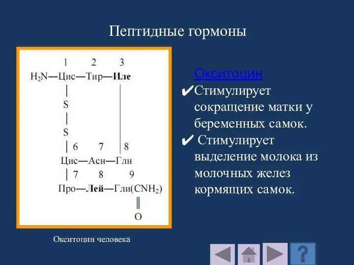 Окситоцин человека Пептидные гормоны Окситоцин Стимулирует сокращение матки у беременных самок. Стимулирует