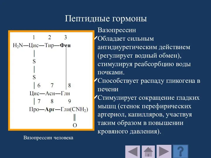 Вазопрессин человека Пептидные гормоны Вазопрессин Обладает сильным антидиуретическим действием (регулирует водный обмен),