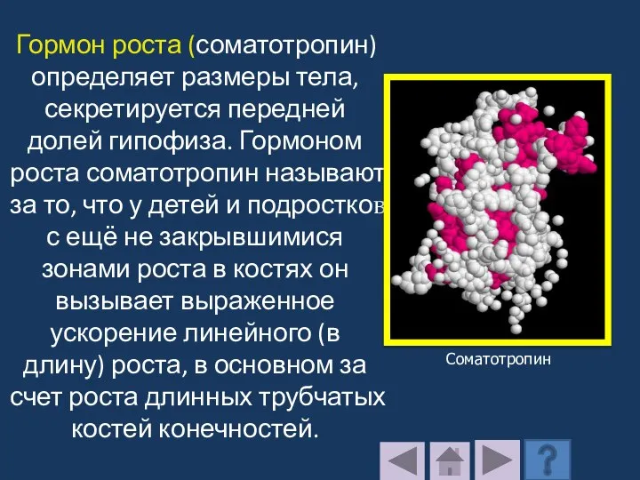 Гормон роста (соматотропин) определяет размеры тела, секретируется передней долей гипофиза. Гормоном роста