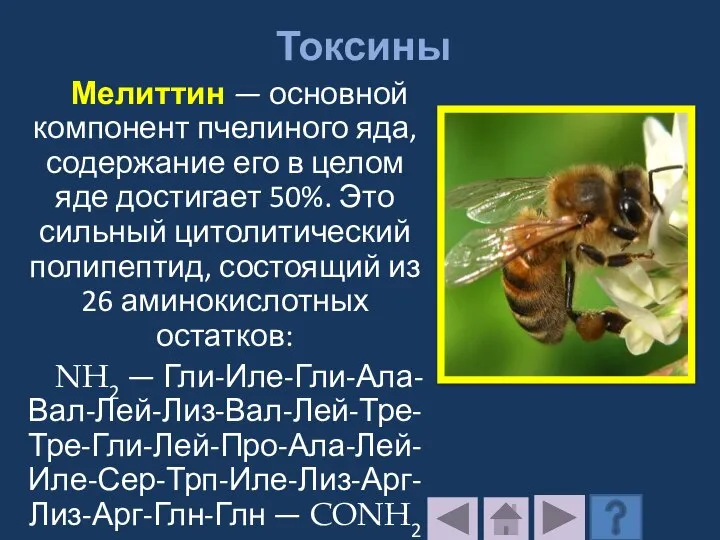 Токсины Мелиттин — основной компонент пчелиного яда, содержание его в целом яде