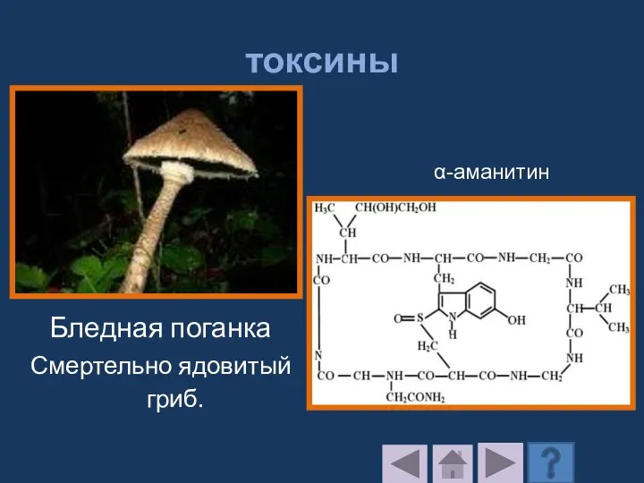 токсины Бледная поганка Смертельно ядовитый гриб. α-аманитин