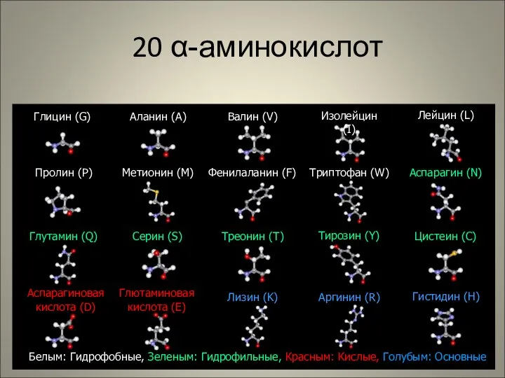 20 α-аминокислот Глицин (G) Глютаминовая кислота (E) Аспарагиновая кислота (D) Метионин (M)