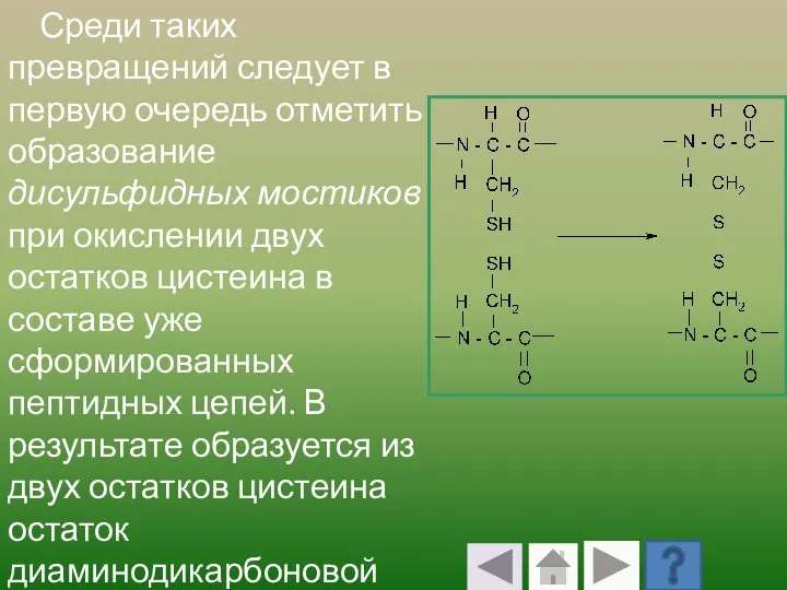 Среди таких превращений следует в первую очередь отметить образование дисульфидных мостиков при