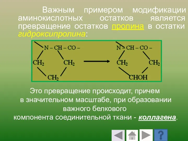 Важным примером модификации аминокислотных остатков является превращение остатков пролина в остатки гидроксипролина: